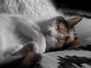Bí ẩn xung quanh giấc mơ thấy mèo chết và con số liên quan?